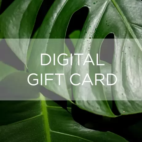 Digital Gift Card - Monstera Plant offers at £20 in Frosts Garden Centres