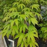 Acer palmatum ‘Sango-kaku’ 3L offers at £34.99 in Hillier Garden Centres