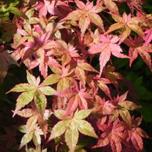 Acer palmatum ‘Beni-maiko’ 3L offers at £34.99 in Hillier Garden Centres