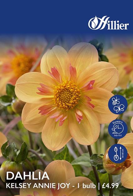 Dahlia Kelsey Annie Joy Tubers offers at £4.99 in Hillier Garden Centres