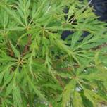 Acer palmatum ‘Seiryū’ 3L offers at £24.99 in Hillier Garden Centres