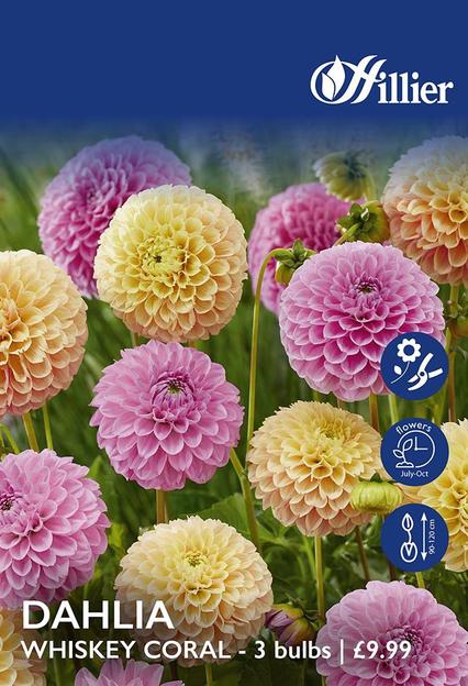 Dahlia Whiskey Coral Bulbs offers at £4.99 in Hillier Garden Centres