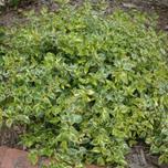 Abelia grandiflora ‘Radiance’ 3L offers at £19.99 in Hillier Garden Centres