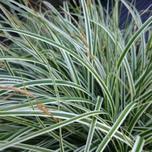 Carex oshimensis ‘Everest’ 2L offers at £13.99 in Hillier Garden Centres