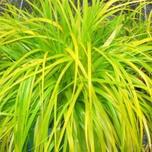 Carex oshimensis ‘Everillo’ 2L offers at £13.99 in Hillier Garden Centres