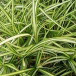Carex oshimensis ‘Evergold’ 2L offers at £13.99 in Hillier Garden Centres