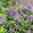 Buddleja davidii Butterfly Candy ‘Little Lila’ 3L offers at £16.99 in Hillier Garden Centres
