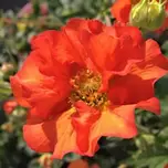 Geum ‘Scarlet Tempest’ 2L offers at £13.99 in Hillier Garden Centres