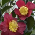 Camellia x vernalis ‘Yuletide’ 5L offers at £39.99 in Hillier Garden Centres