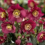 Helleborus ‘Ice N Roses Benotta’ 3L offers at £18.99 in Hillier Garden Centres