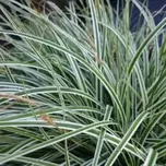 Carex oshimensis ‘Everest’ 2L offers at £6.99 in Hillier Garden Centres