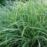 Carex ‘Ice Dance’ 2L offers at £6.99 in Hillier Garden Centres