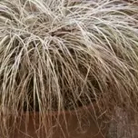 Carex comans ‘Frosted Curls’ 2L offers at £6.99 in Hillier Garden Centres