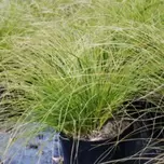 Carex testacea 2L offers at £6.99 in Hillier Garden Centres