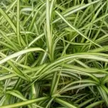 Carex oshimensis ‘Evergold’ 2L offers at £6.99 in Hillier Garden Centres