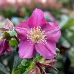 Helleborus ‘Ice N Roses Early Red’ 3L offers at £18.99 in Hillier Garden Centres