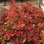 Berberis thunbergii ‘Admiration’ 3L offers at £9.99 in Hillier Garden Centres