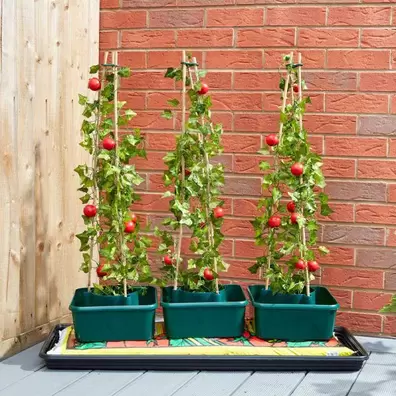 GroZone Tomato Grow Boxes Pack of 3 offers at £14.99 in Hillier Garden Centres