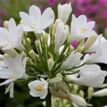 Agapanthus ‘Ever White’ 5L offers at £24.99 in Hillier Garden Centres