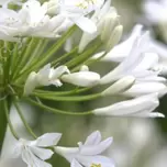 Agapanthus ‘Bridal Bouquet’ 5L offers at £24.99 in Hillier Garden Centres