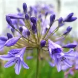 Agapanthus ‘Lapis Lazuli’ 5L offers at £24.99 in Hillier Garden Centres