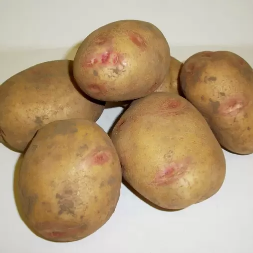 Kestrel Second Early Seed Potatoes 2kg offers at £6.99 in Hillier Garden Centres