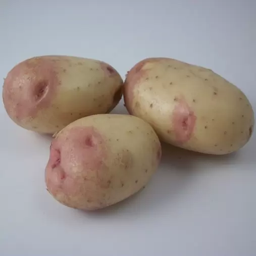 King Edward Main Crop Seed Potatoes 2kg offers at £6.99 in Hillier Garden Centres