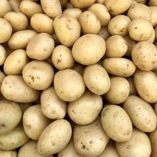 Skywalker Second Early Seed Potatoes 2kg offers at £6.99 in Hillier Garden Centres