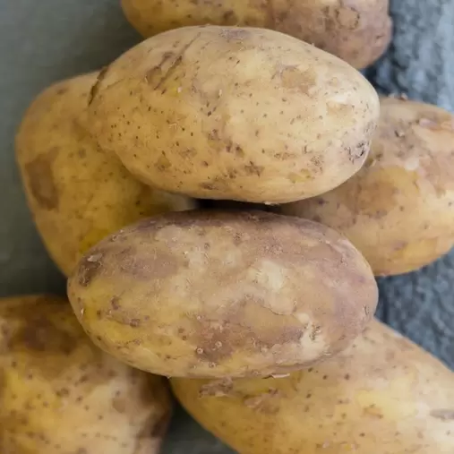 Kingsman Main Crop Seed Potatoes 2kg offers at £6.99 in Hillier Garden Centres