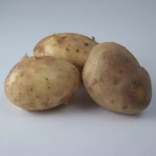 Maris Piper Main Crop Seed Potatoes 2kg offers at £6.99 in Hillier Garden Centres