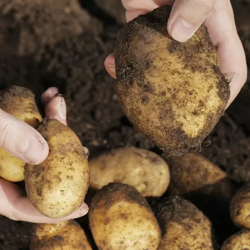 Charlotte Second Early Seed Potatoes 2kg offers at £6.99 in Hillier Garden Centres