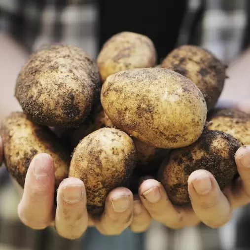 Pentland Javelin First Early Seed Potatoes 2kg offers at £6.99 in Hillier Garden Centres