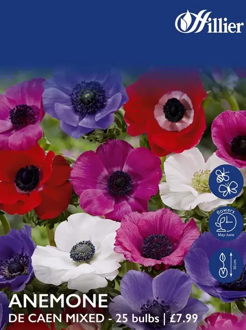 Anemone De Caen Mixed Bulbs offers at £7.99 in Hillier Garden Centres