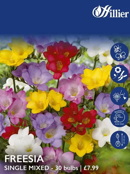 Freesia Single Mixed Bulbs offers at £7.99 in Hillier Garden Centres