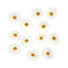 Daisy Heads 12 Pack offers at £3.49 in Hobbycraft