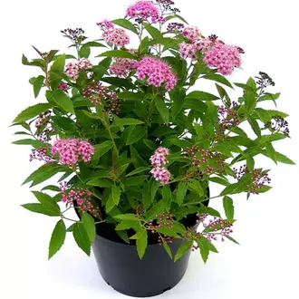 Spiraea Japonica Shirobana offers at £16 in Klondyke